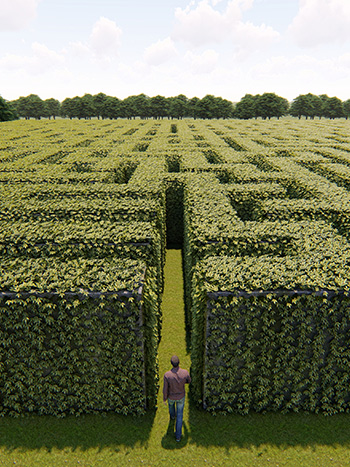 Maze